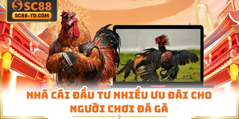 Nhà Cái Đầu Tư Nhiều Ưu Đãi Cho Người Chơi Đá Gà